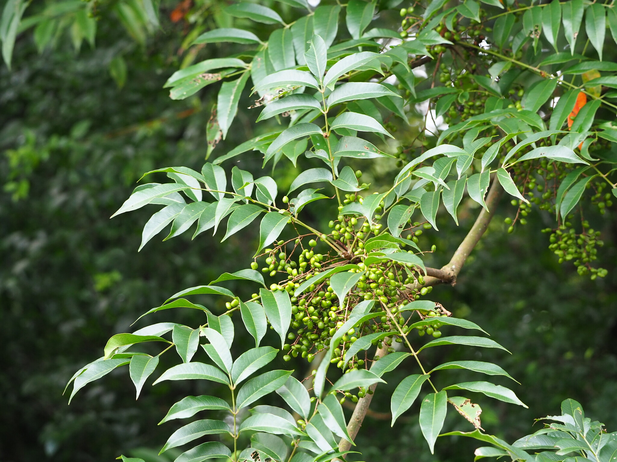 Japanese wax tree (Toxicodendron succedaneum) · iNaturalist