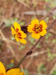 Tridax trilobata