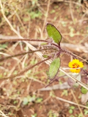Tridax trilobata