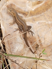 Sceloporus dixoni