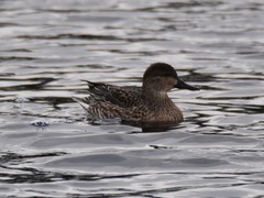 Anas crecca