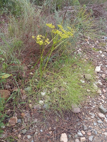Hog's Fennel (Peucedanum officinale)