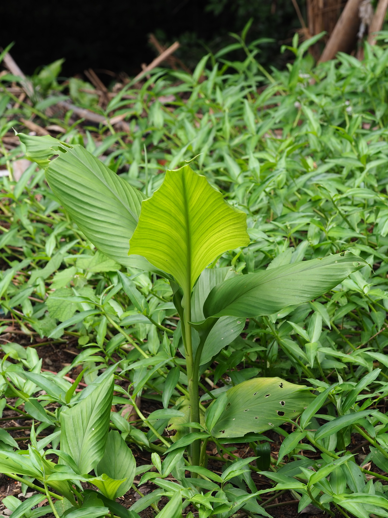 Turmeric (Curcuma longa)