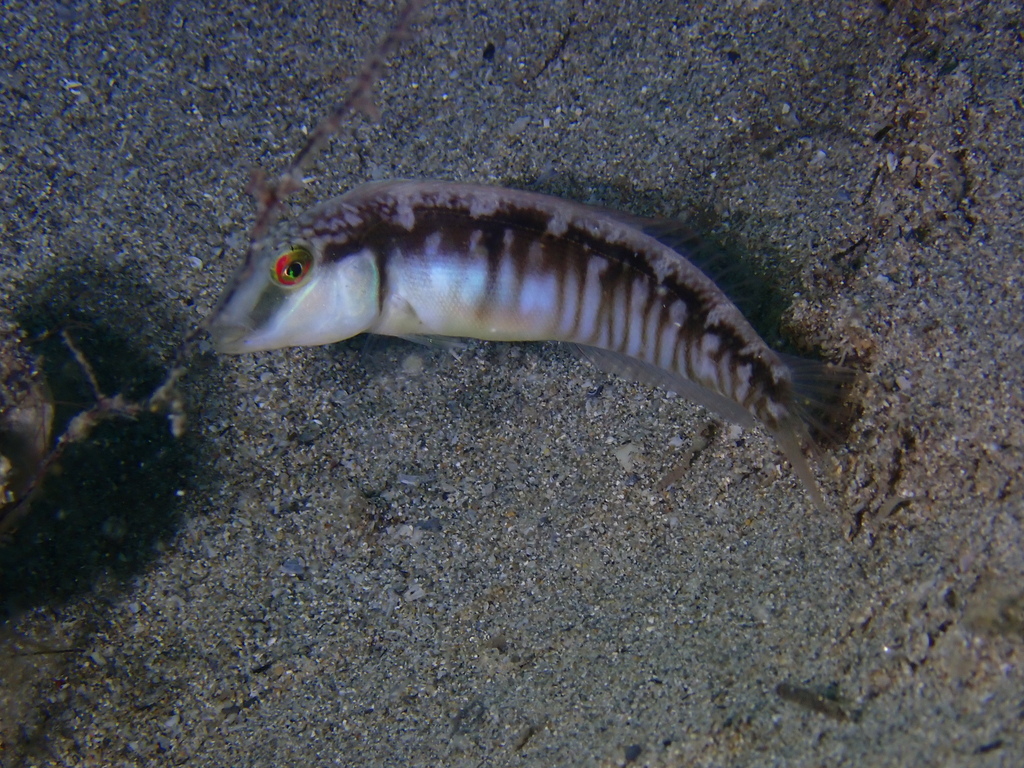 Finescale razorfish