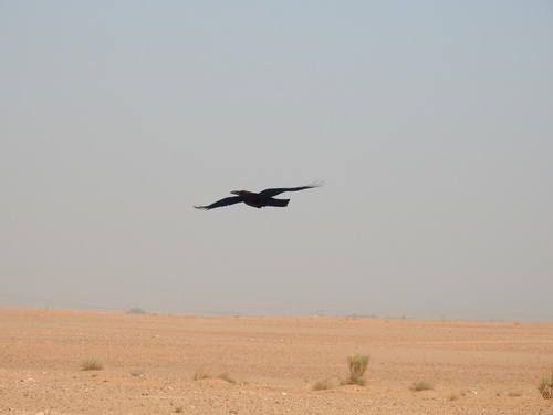 Common Raven