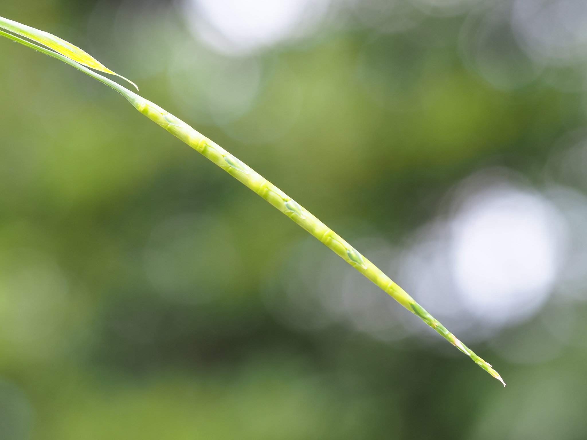Itchgrass (Rottboellia cochinchinensis)