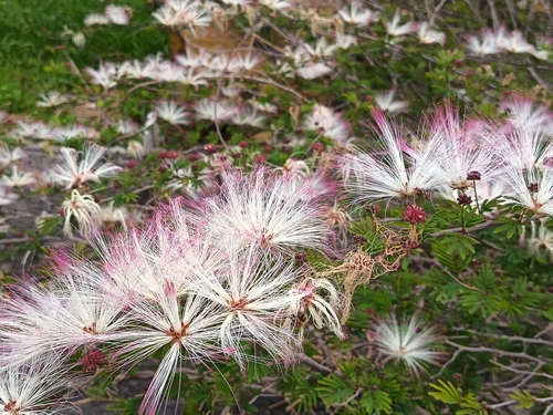 Calliandra parvifolia, photograph 2