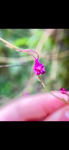 Porroglossum amethystinum, photograph 2