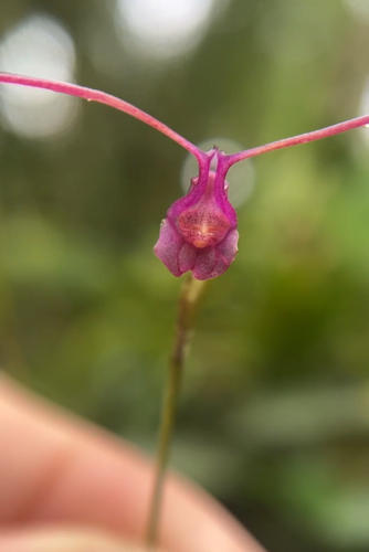 Porroglossum amethystinum, photograph 1