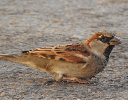 House Sparrow