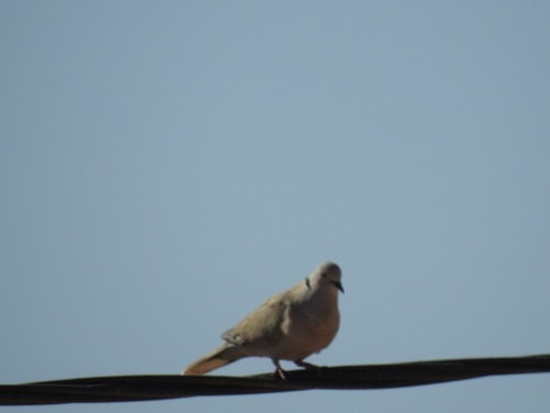 Eurasian Collared-Dove