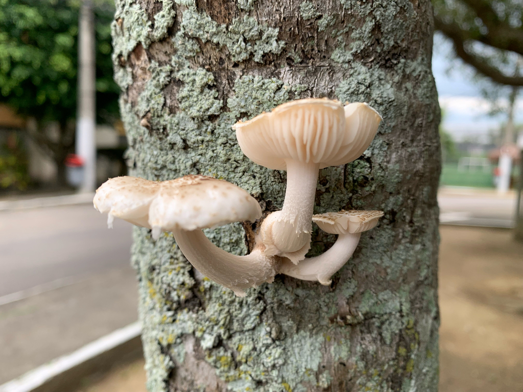 Oudemansiella cubensis · November 2025 · photo: © gabrieljovencio (iNaturalist, cc-by)