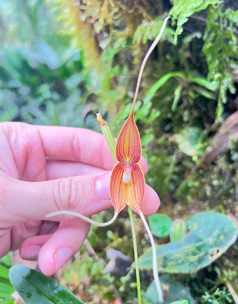 Dracula dodsonii