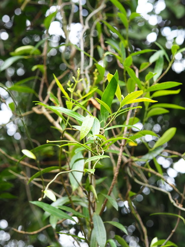 Anodendron affine, photograph 4
