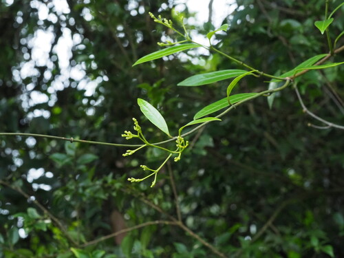 Anodendron affine, photograph 3