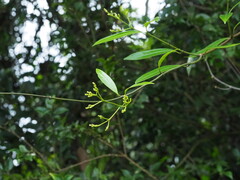 Anodendron affine, photograph author not stated, no rights reserved