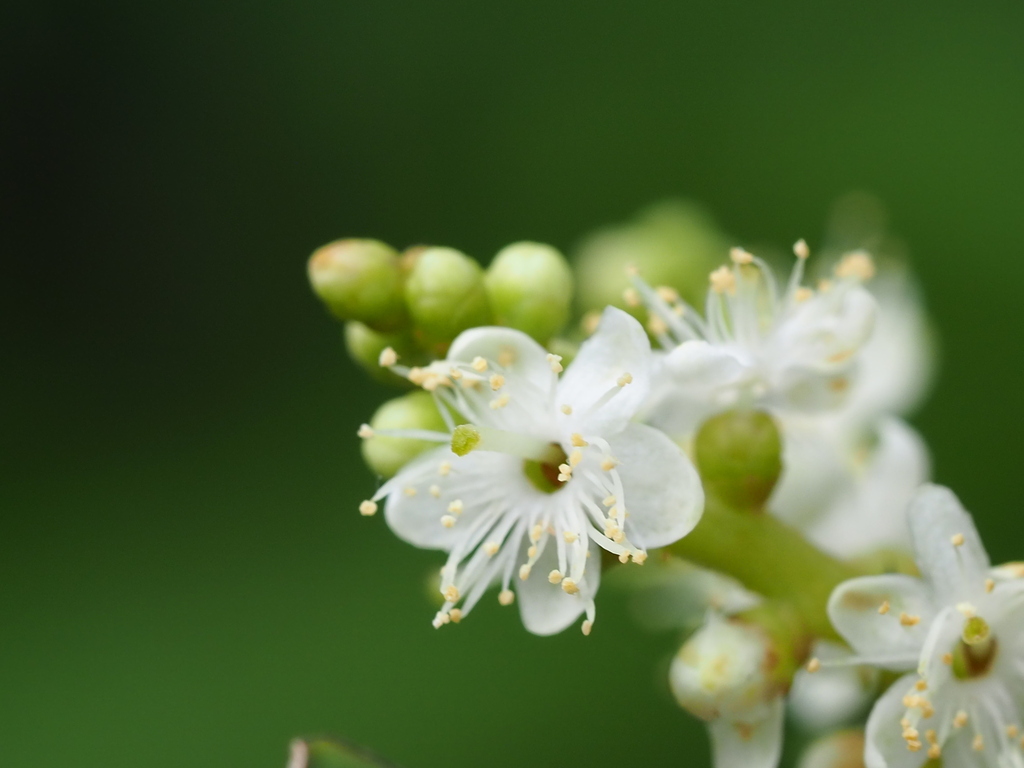 Symplocos theophrastifolia
