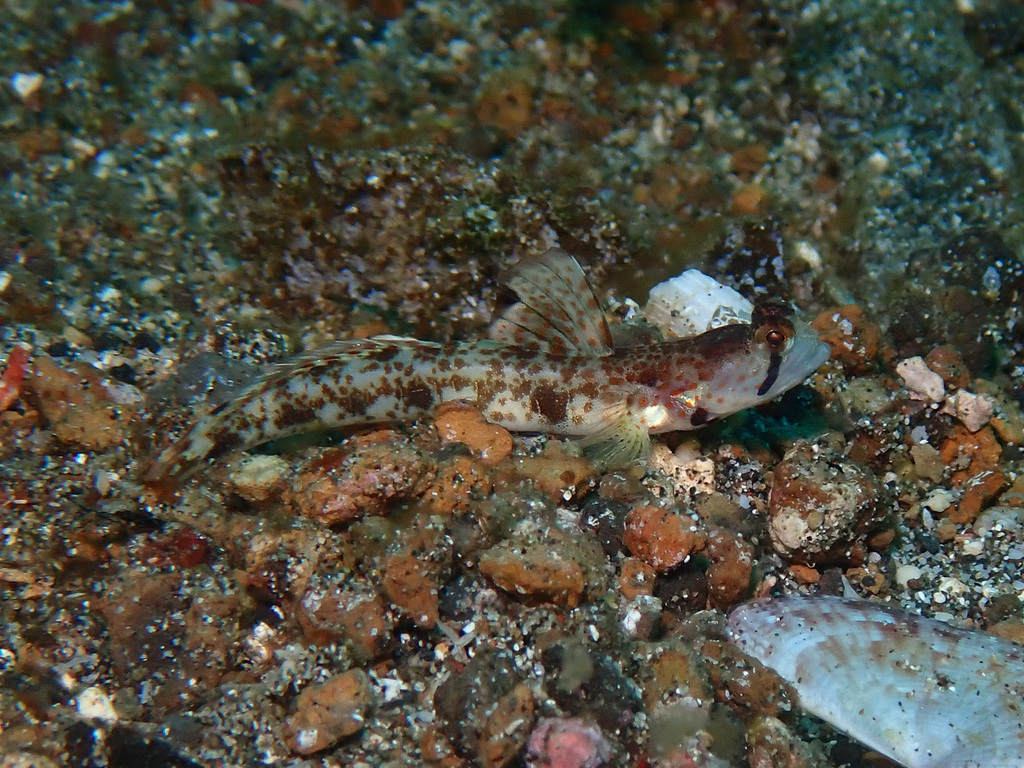 Monster Shrimpgoby