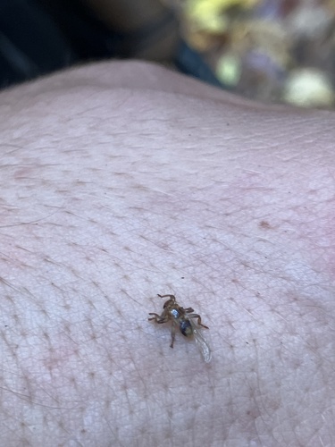Unknown species found near Appalachian National Scenic Trail, Kent, CT, US