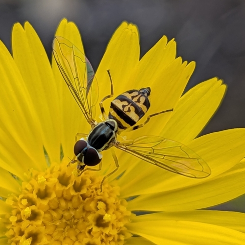 Unknown species found near College Station Across Riverbend Rd IB, Athens, GA 30605, USA