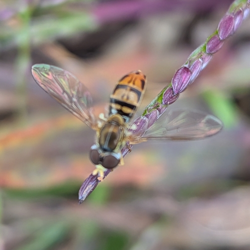 Unknown species found near College Station Across Riverbend Rd IB, Athens, GA 30605, USA