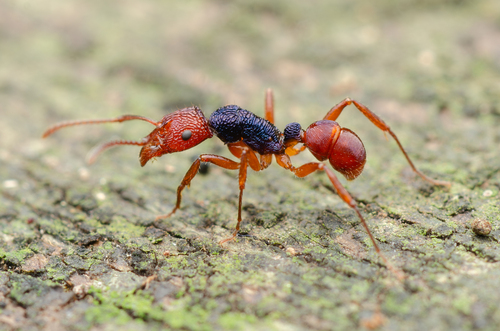 克里萨斯皱猛蚁Rhytidoponera croesus