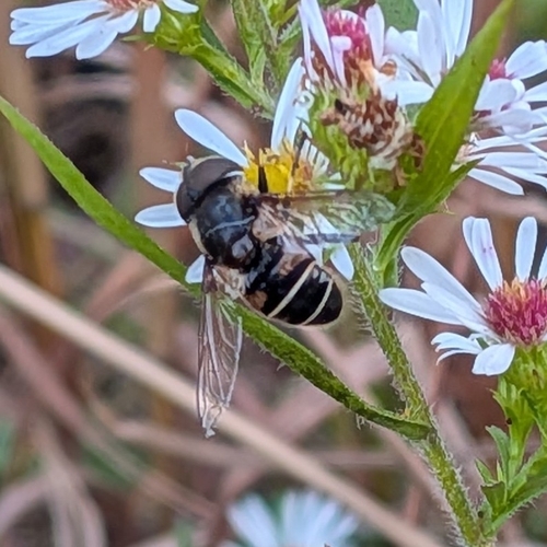 Unknown species found near Lot E23 College Station Park and Ride, Athens, GA 30605, USA