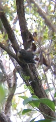 Chasiempis sclateri