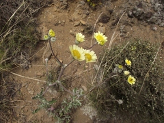 Senecio antofagastanus