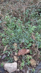 Polygonum aviculare