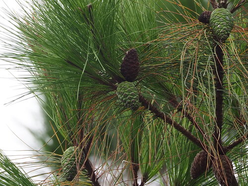 Masson's pine (Pinus massoniana)