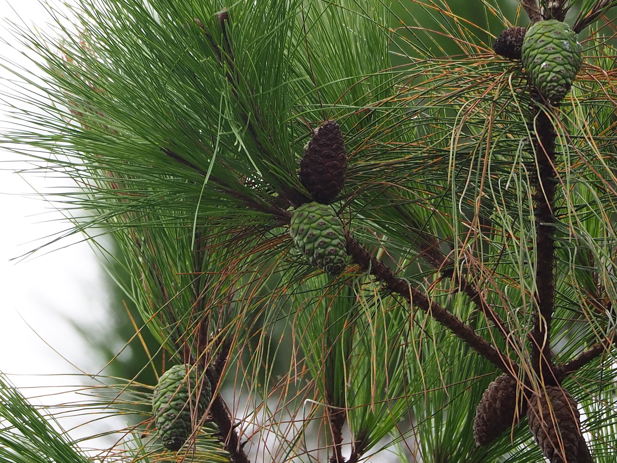 Masson's Pine (Pinus massoniana)
