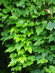 Trichosanthes laceribractea, photograph 葉子, CC0, iNaturalist via GBIF