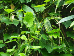 Trichosanthes laceribractea, photograph 葉子, CC0, iNaturalist via GBIF