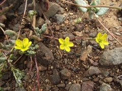 Calandrinia litoralis