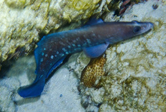 Rypticus saponaceus