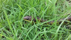 Erythrolamprus poecilogyrus