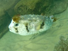 Dicotylichthys punctulatus