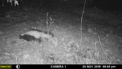 Mephitis mephitis nigra