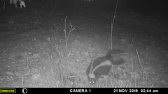 Mephitis mephitis nigra