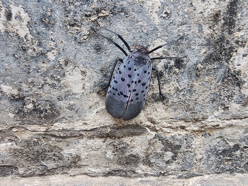 Spotted Lanternfly