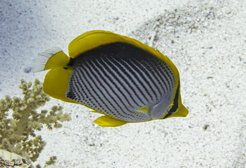 Chaetodon melannotus