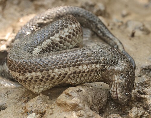 White-bellied Mangrove Snake sighting