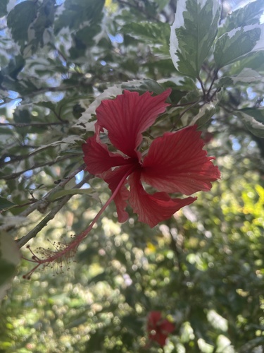 Hibiscus schizopetalus observed 2025-10-14