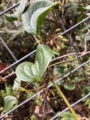Smilax melastomifolia