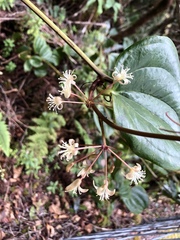 Smilax melastomifolia