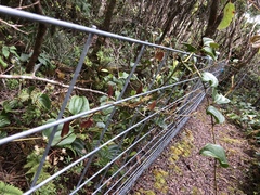 Smilax melastomifolia
