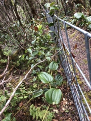 Smilax melastomifolia