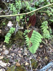 Smilax melastomifolia