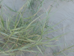 Distichlis spicata spicata